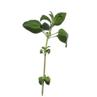 紧塑轻盈护理油