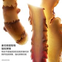 娇韵诗轻透防晒乳