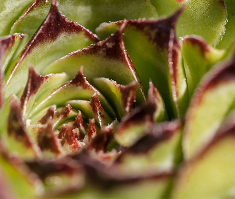 54% plantes utilisée issues de l'agriculture biologique